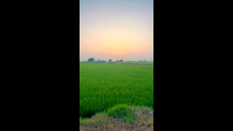 Farm | Sunset | Nature