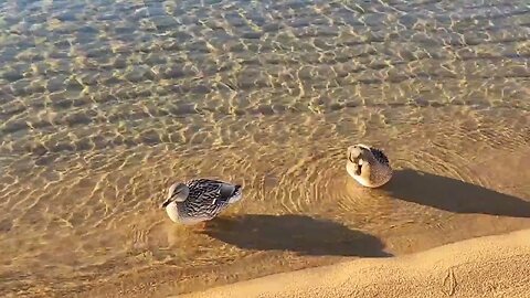 Ducks swimming in Lake Tahoe