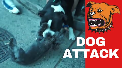 HUGE PITBULL BITES SMALL DOG ON THE NECK WON'T LET GO