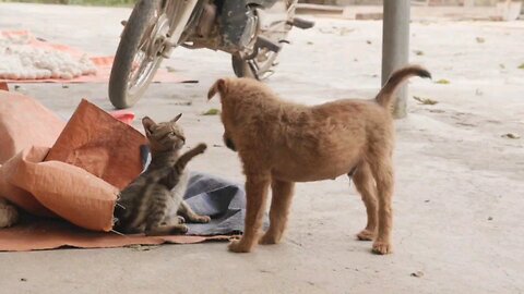 Give. Me. Puppies!