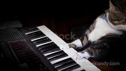 Cat_playing_piano