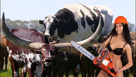 WOW! Very big cows! Super horns