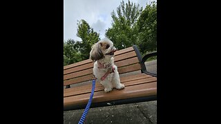 Rosie Goes For A Walk In The Park (Featuring Rosie The Shihtzu)