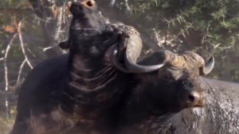 Male Buffalo 🦬 Fight