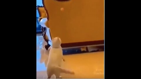 Funny Cat Chasing and Catching a Ping Pong Ball #shorts