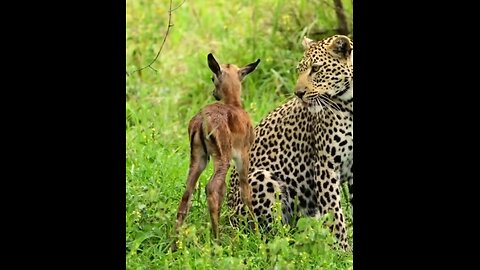 The Kapen female, an impala lamb and a hyena.