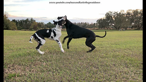 Great Dane Roll Over WrestleMania