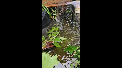 Releasing Fish in our pond.