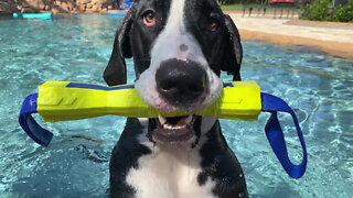 Great Dane Loves Diving, Retrieving & Swimming In Pool