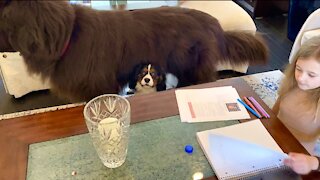 Happy dogs help little girl with her history homework