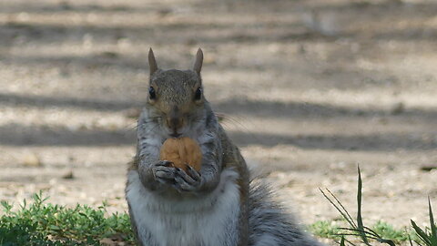 Without a nutcracker, squirrels have their own way of breaking the walnuts.