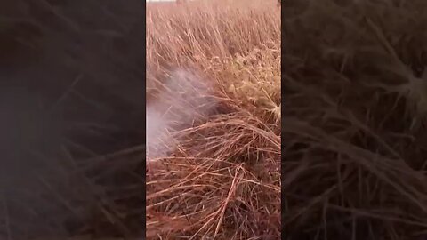 Golden Retriever Retrieving a Rooster Pheasant #pheasanthunting