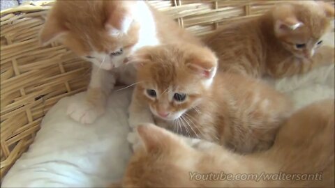 Mom cat with 4 meowing kittens