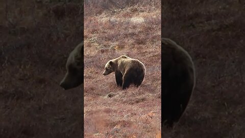 Grizzly Bear - Denali National Park Alaska