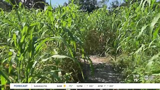 HarvestMoon Fun Farm in Brooksville features a mega-sized corn maze, wild petting zoo and more