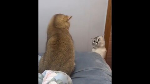 Cats fight , Cat lover