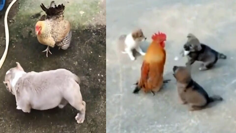 Dog vs Chicken Fight | Dog & Cat fights with chicken or rooster | Animalden