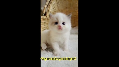 Very cute and very cute baby cat.