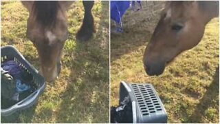 Cavallo tenta di stendere la biancheria