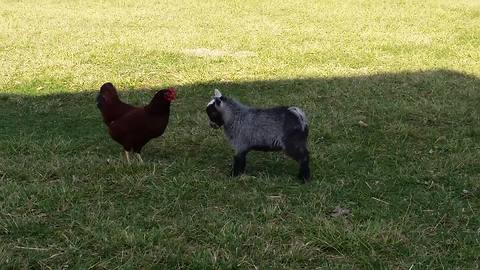 A Baby Goat Plays With A Chicken