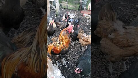 Posing For His Hens #chickens #raisingchickens #chickenshorts