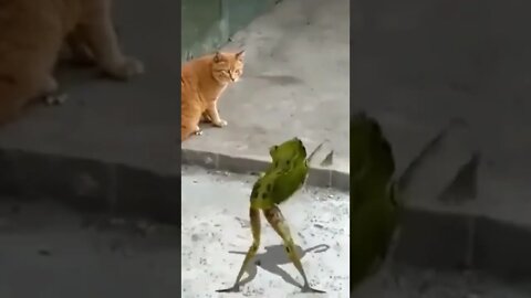 Sami sami||frog 🐸 funny dance||sami sami song hindi||sami sami song dance||#Gigox#Animals