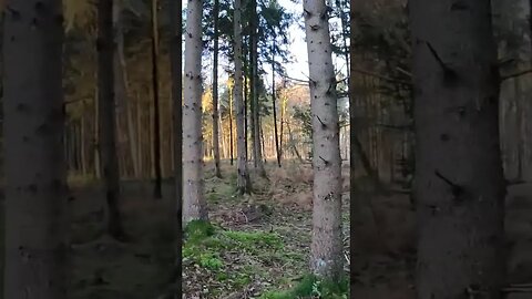 walk and vlog in a woodland .POV. 19th Jan 2023