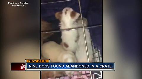 Nine dogs found stuffed in small dog crate, abandoned in alley in St. Petersburg