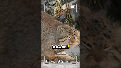 Pallas's Cat - the Most Grumpiest Wildcat in the World