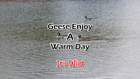 Geese Enjoy A Warm Day