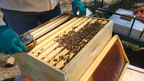 Frank -10 day bee install check