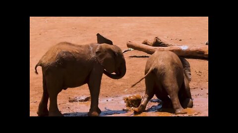 Baby elephant playing in the mud