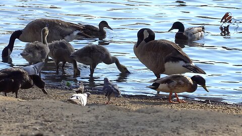 CatTV: duck pond feeding