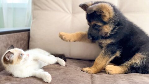 Kitten and German Shepherd Puppy Playing