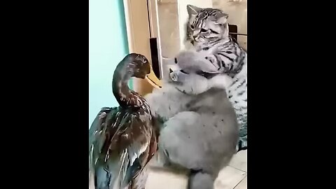 When 5 cats and duck meet