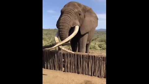 THE LARGEST AFRICAN ELEPHANT IN THE WORLD🌳🪣💧🐘💫