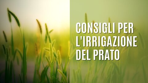 Consigli per l'irrigazione del prato