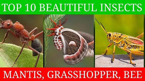 Top 10 beautiful insects video for kids | insects video