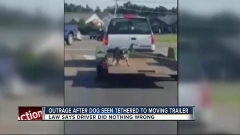 Sarasota couple charged after leaving dog tethered to trailer, emaciated, covered in maggots