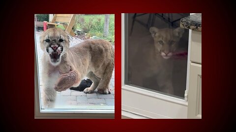 Giant cat kills family's feline