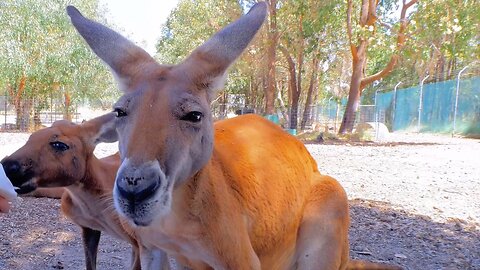 Playful Red Kangaroos Enjoying a Snack at Cohunu Park Australia