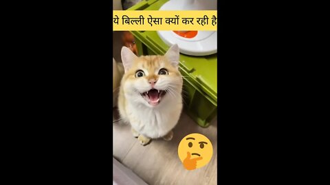 ये बिल्ली ऐसा क्यों कर रही है🤣why is this cat doing this👈