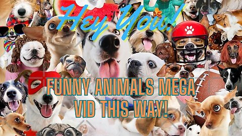 Try Not To Laugh Mega Compilation - Animal Edition 1H30 Mins Of Hilarity!, Funny animals