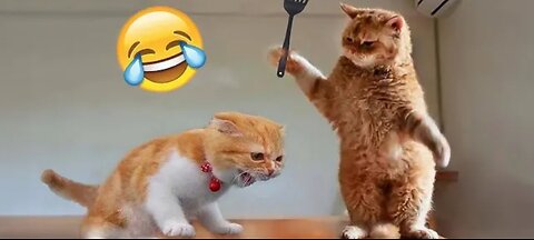 Funniest cats and dogs 🐶 😺 | Funny animal video