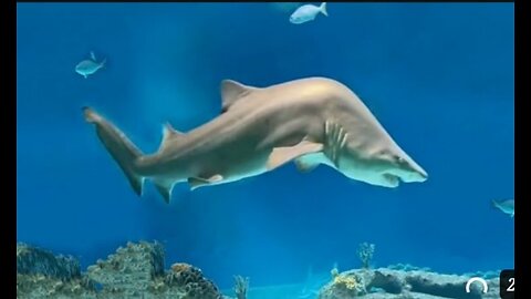 A Shark with Scoliosis | Daily Dose Of Video