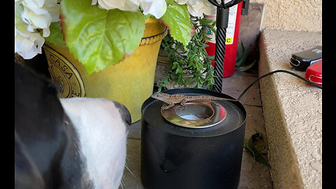 Funny Great Dane & Cat Go On Lanai Lizard Patrol