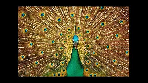 Chinese Peaceful Music | Peacock | @Relax Body and Soul