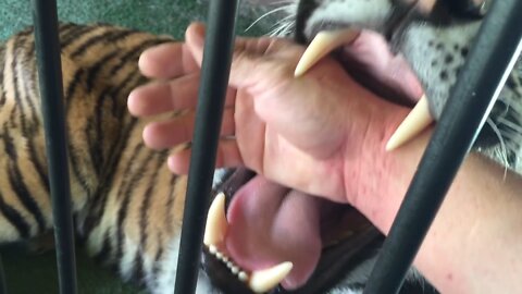 The tiger Quick bite in owner hand #omg video