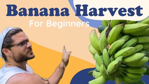 Banana Harvest and Stalk Management | Fruits over Shoots