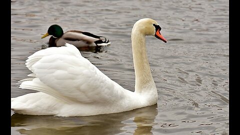 Duck and Swan having Lunch